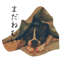 [LINEスタンプ] ぼすてりぽむ 