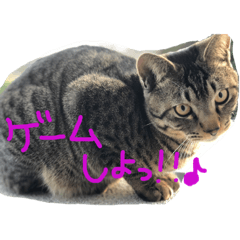 [LINEスタンプ] 我が家の猫様！ 