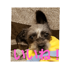 [LINEスタンプ] アルだよ