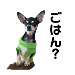 [LINEスタンプ] 可愛い犬の会話