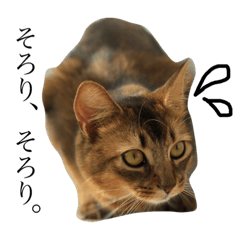 [LINEスタンプ] 渡る世間は猫ばかり。
