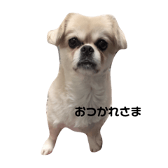 [LINEスタンプ] 渡辺家のわんこ 