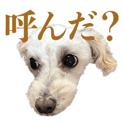 [LINEスタンプ] toy pooooodle 