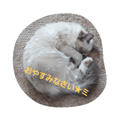 [LINEスタンプ] ラグドールみるこの日常 