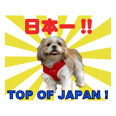 [LINEスタンプ] シーズー犬ラニちゃん 