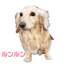 [LINEスタンプ] ぽぽの日常part1 