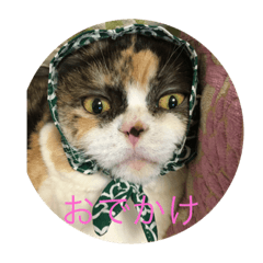 [LINEスタンプ] 日常ネコスタンプ 
