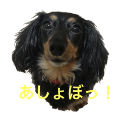 [LINEスタンプ] エルの可愛いスタンプ