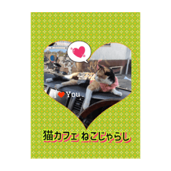 [LINEスタンプ] 猫カフェ ねこじゃらし  猫たちの写真 
