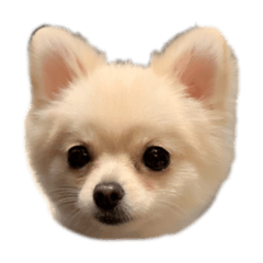 [LINEスタンプ] らいすたんぷダョ