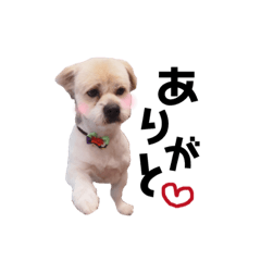 [LINEスタンプ] ロア君からのごあいさつ