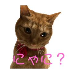 [LINEスタンプ] ニオたん 