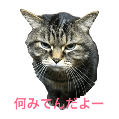 [LINEスタンプ] ぼくトラ、可愛いでしょ 