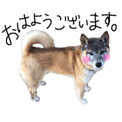 [LINEスタンプ] しろたびランちゃん。