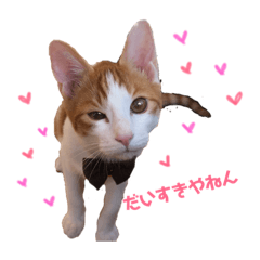 [LINEスタンプ] 茶白のおしゃべりねこ。