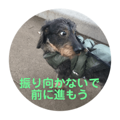 [LINEスタンプ] 犬と生きること 