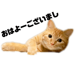 [LINEスタンプ] それいけ でしまし若王子