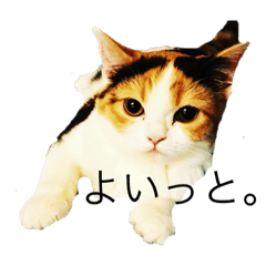 [LINEスタンプ] どらみの日常 