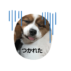 [LINEスタンプ] ごん＆こん 