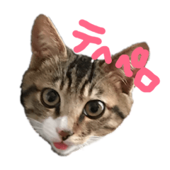 [LINEスタンプ] 高木さんちの小麦くん 