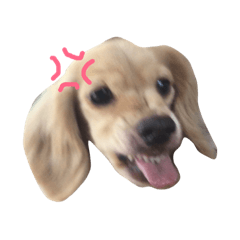 [LINEスタンプ] まろんちゃーーーん 