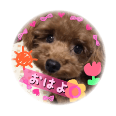 [LINEスタンプ] ティーカッププードルの福来