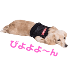 [LINEスタンプ] ミニチュアダックスフンドのマロン♀です 