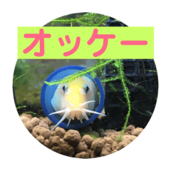 [LINEスタンプ] 毎日どじょうさんと一緒❤️ 