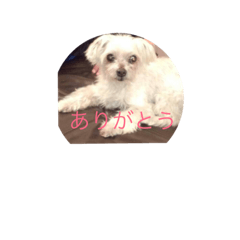 [LINEスタンプ] ちょこぼスタンプ 