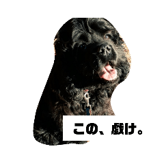 [LINEスタンプ] 辛辣なこてつ 