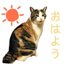 [LINEスタンプ] 可愛い猫の使いやすいスタンプ 