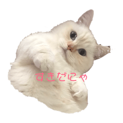[LINEスタンプ] 白猫ちゃんのしあわせ日常スタンプ 