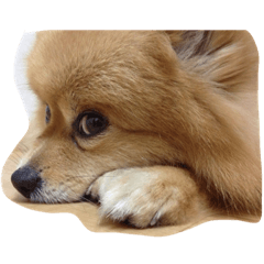 [LINEスタンプ] ランchan fetchpriority=high