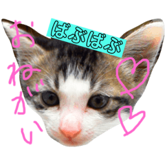[LINEスタンプ] モモ＆くろスタンプ fetchpriority=high