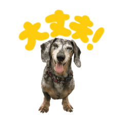 [LINEスタンプ] 愛犬 スタンプ # 1 