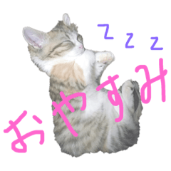 [LINEスタンプ] 猫で返信スタンプ 