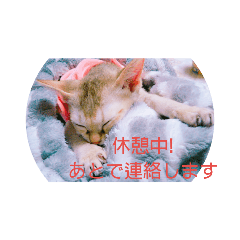 [LINEスタンプ] にゃんこファミリー2