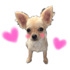 [LINEスタンプ] チワワのきなことあんこ