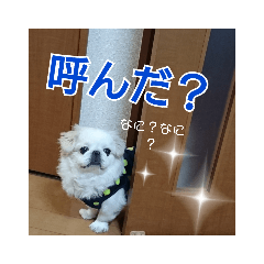 [LINEスタンプ] ペキニーズのぷりん