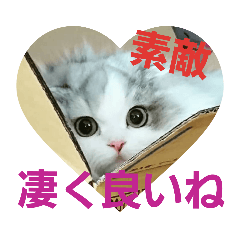 [LINEスタンプ] スコティッシュフォールドのノルの日常 