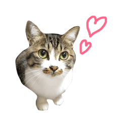 [LINEスタンプ] きじしろ猫のごまちゃん2