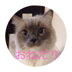 [LINEスタンプ] 日常ネコスタンプ2 fetchpriority=high