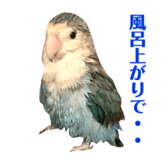 [LINEスタンプ] 青いコザクラインコの一言