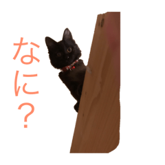 [LINEスタンプ] 我が家のネコさんたちの日常 