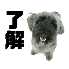[LINEスタンプ] 雑種犬ホルン 2 
