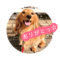 [LINEスタンプ] きあらスタンプ 