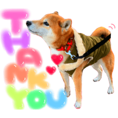 [LINEスタンプ] 我が家のアイドルにこちゃん(ᐡ - ﻌ - ᐡ) 