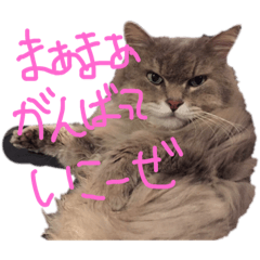 [LINEスタンプ] 猫の日常 ピーチ姫と申します