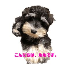 [LINEスタンプ] たけの家のシュナさん fetchpriority=high