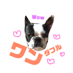 [LINEスタンプ] ボストンテリアのオレオ fetchpriority=high